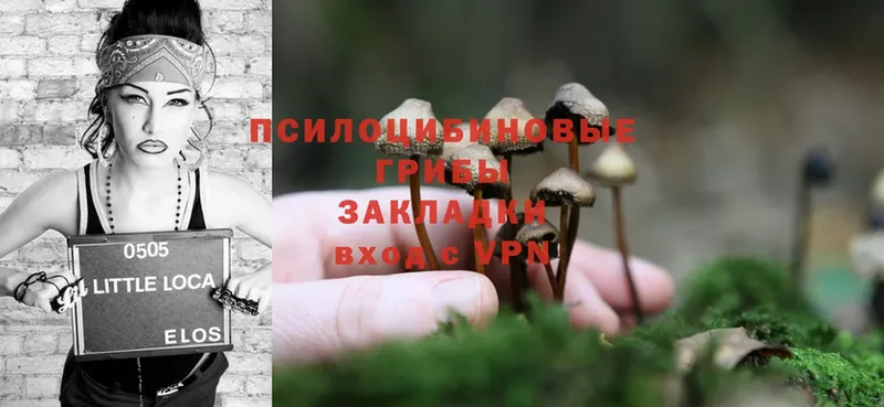 закладка  Каргат  Галлюциногенные грибы Psilocybine cubensis 